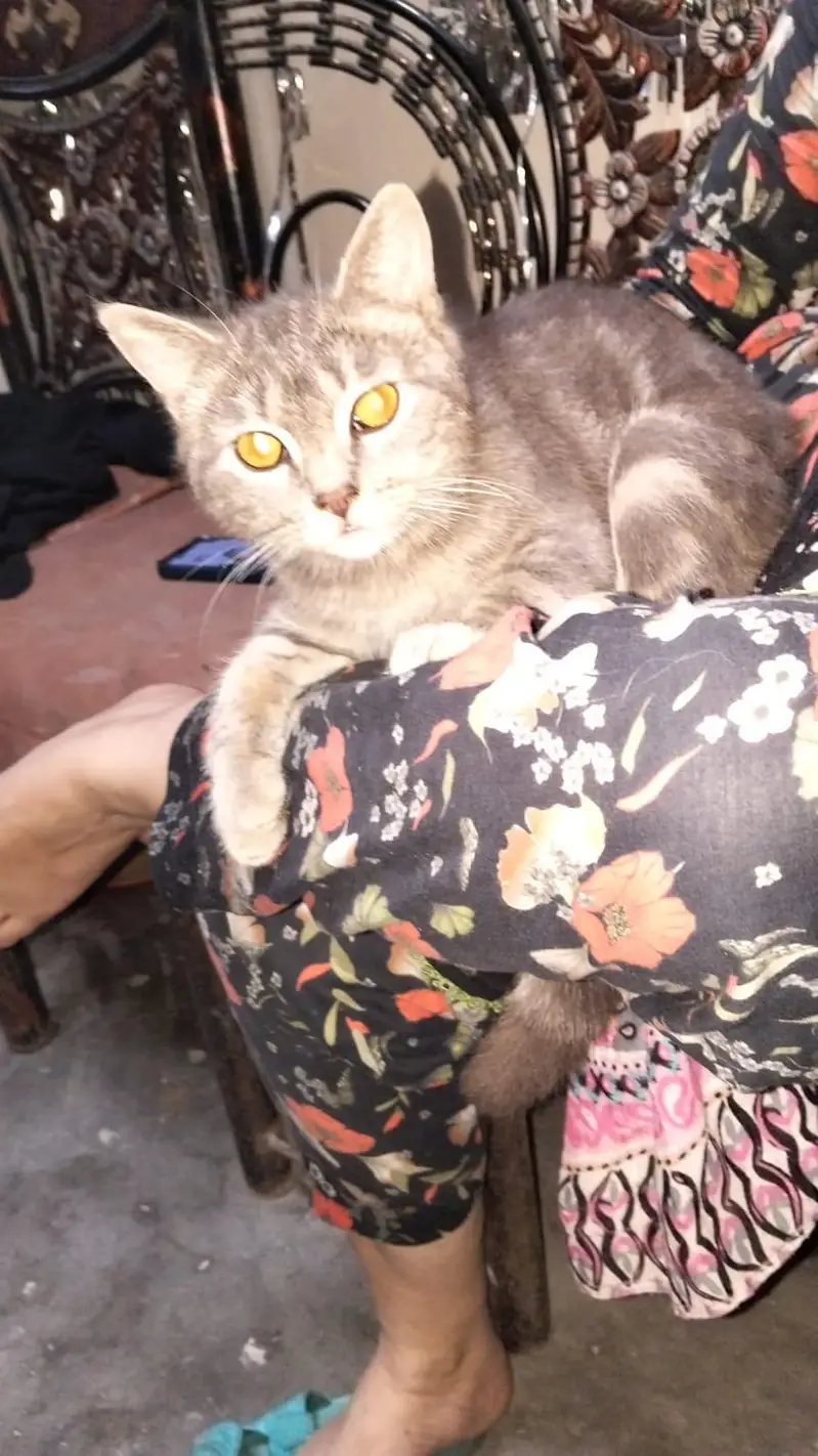 male cat for sale — photo 2