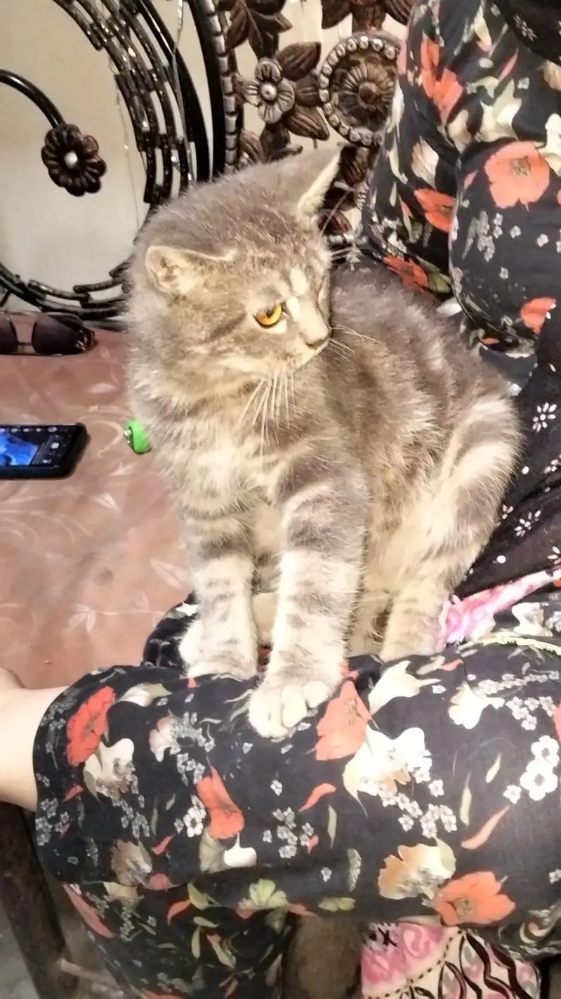 male cat for sale — photo 3