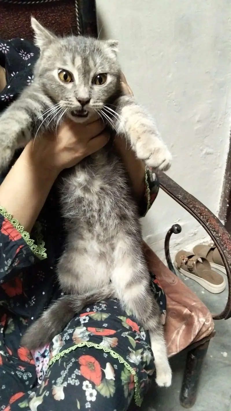 male cat for sale — photo 4