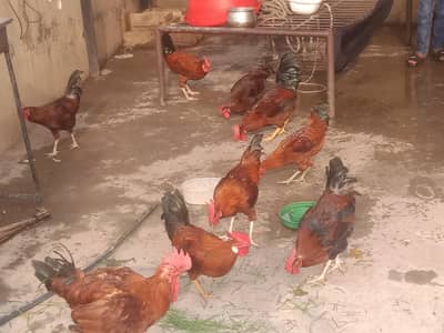 hens for sall