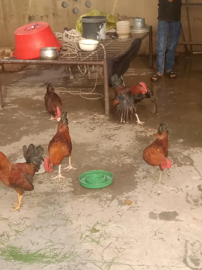 hens for sall — photo 2