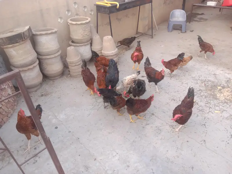 hens for sall — photo 3