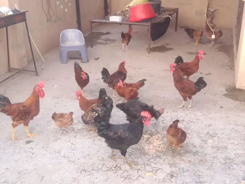 hens for sall — photo 4