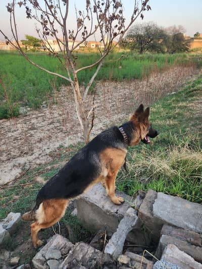 german sheperd female