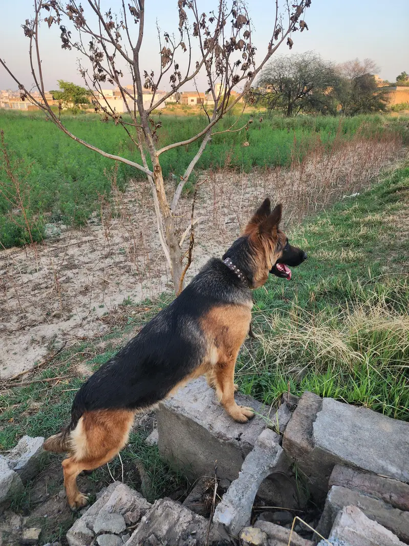 german sheperd female — photo 2