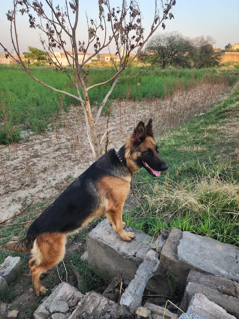 german sheperd female — photo 3