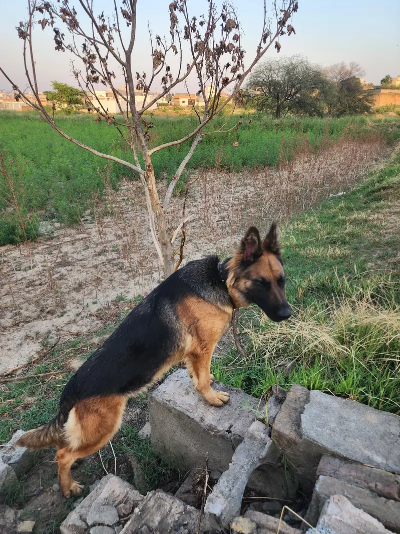 german sheperd female — photo 4