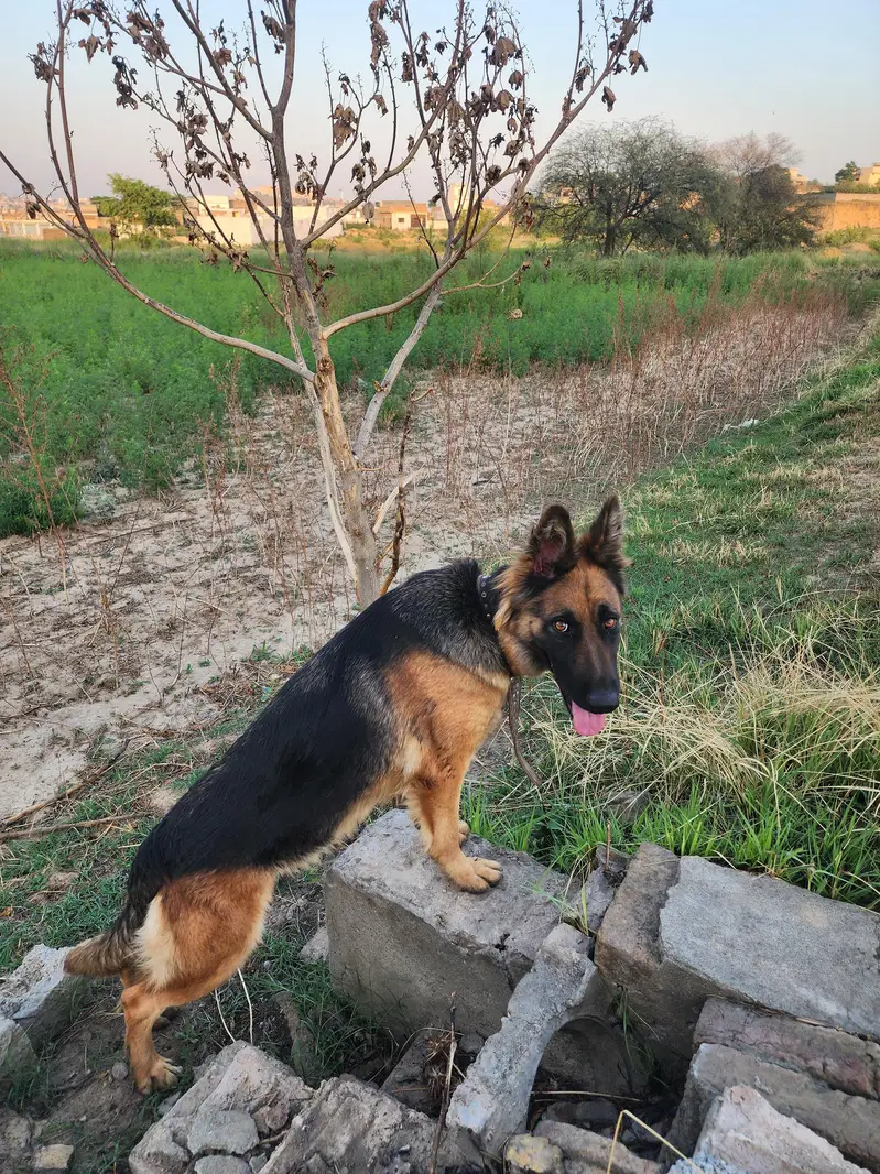 german sheperd female — photo 5
