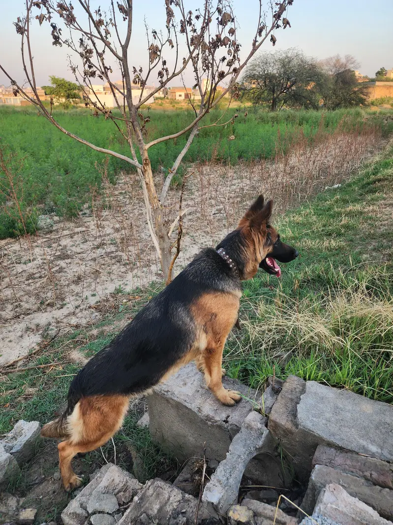 german sheperd female — photo 6