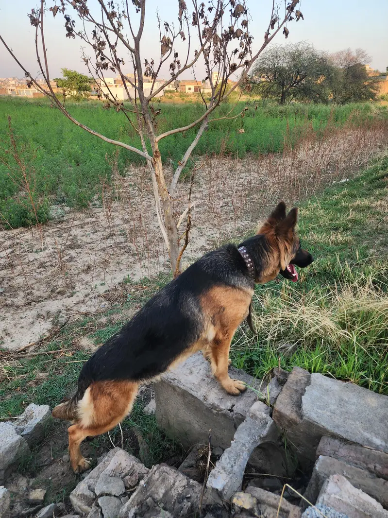 german sheperd female — photo 7