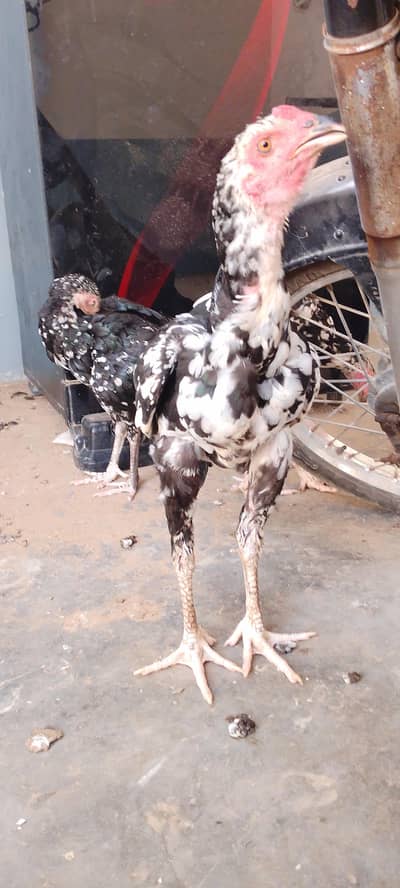 aseel jawa pathai hai nar,madi