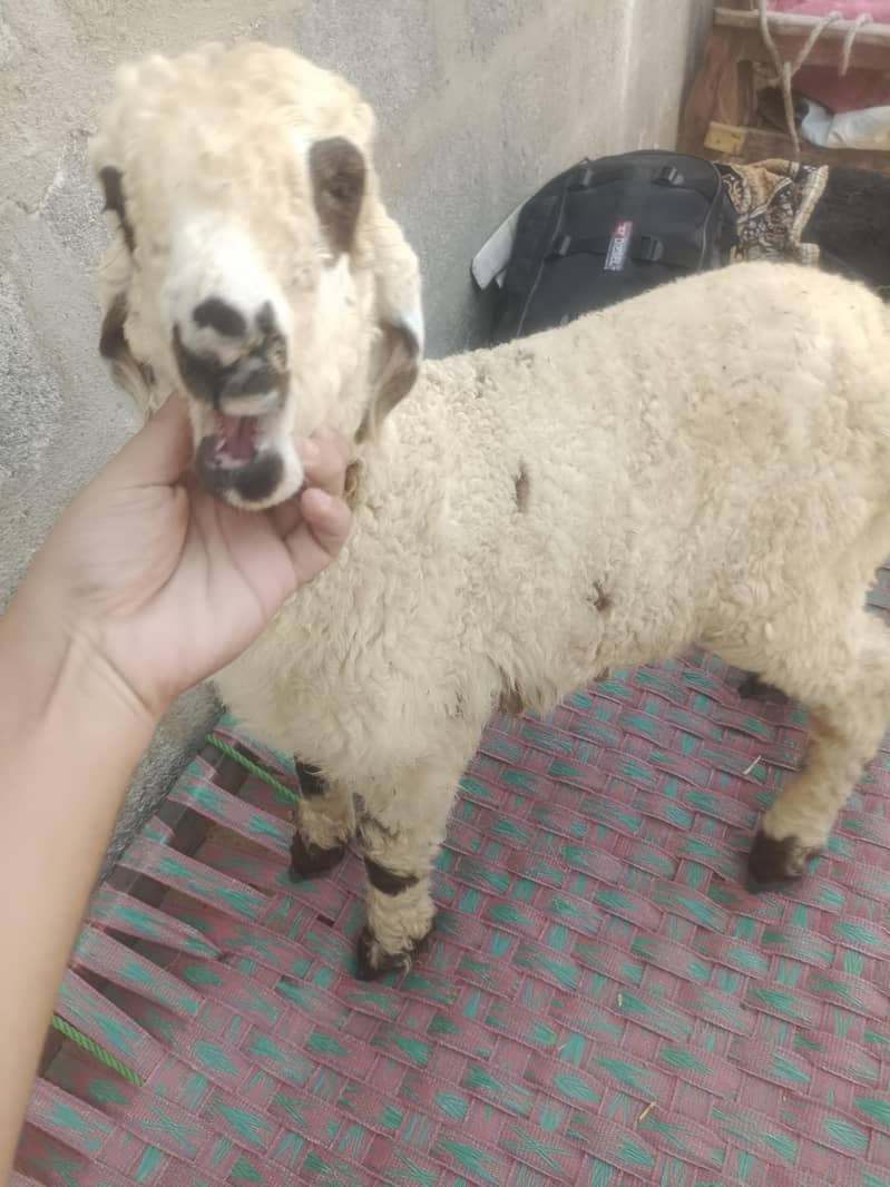 dumba 0