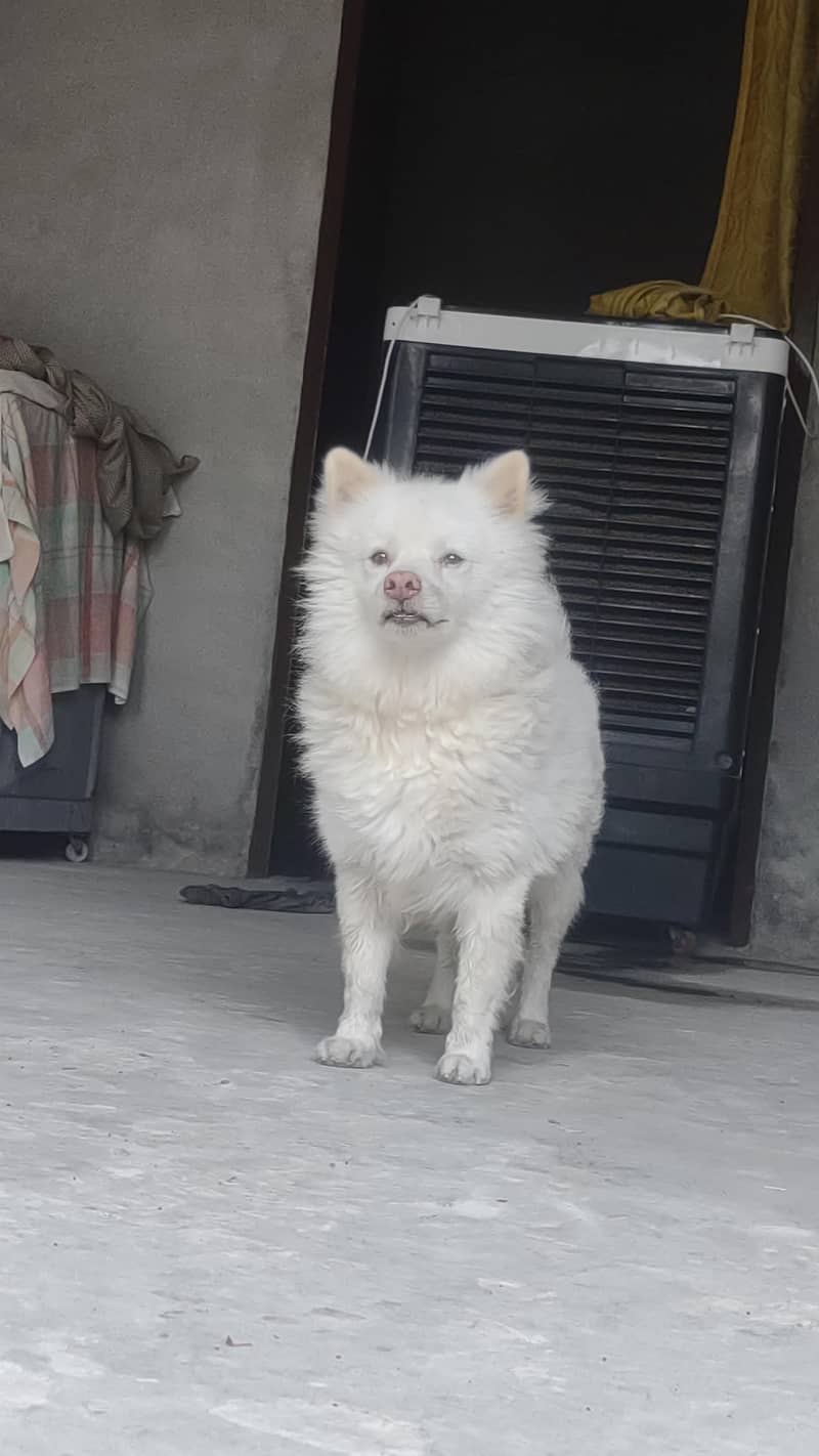 Russian dog 0