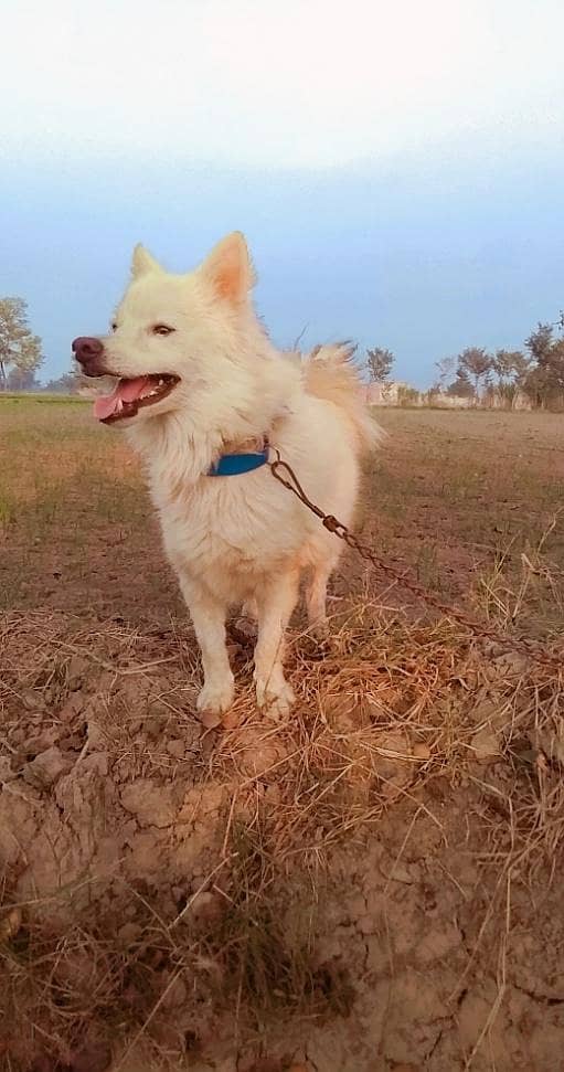 Russian dog 2