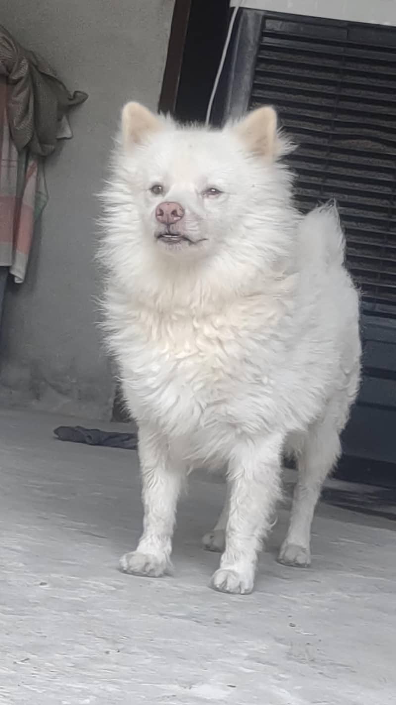 Russian dog 5