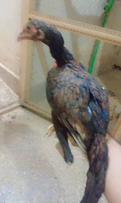 Aseel chicks