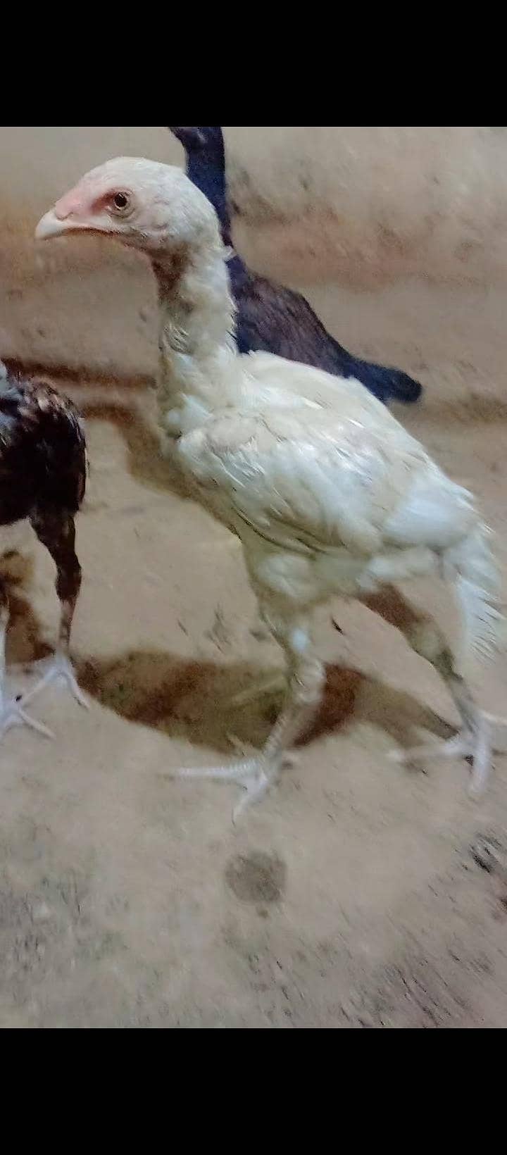Aseel chicks 1