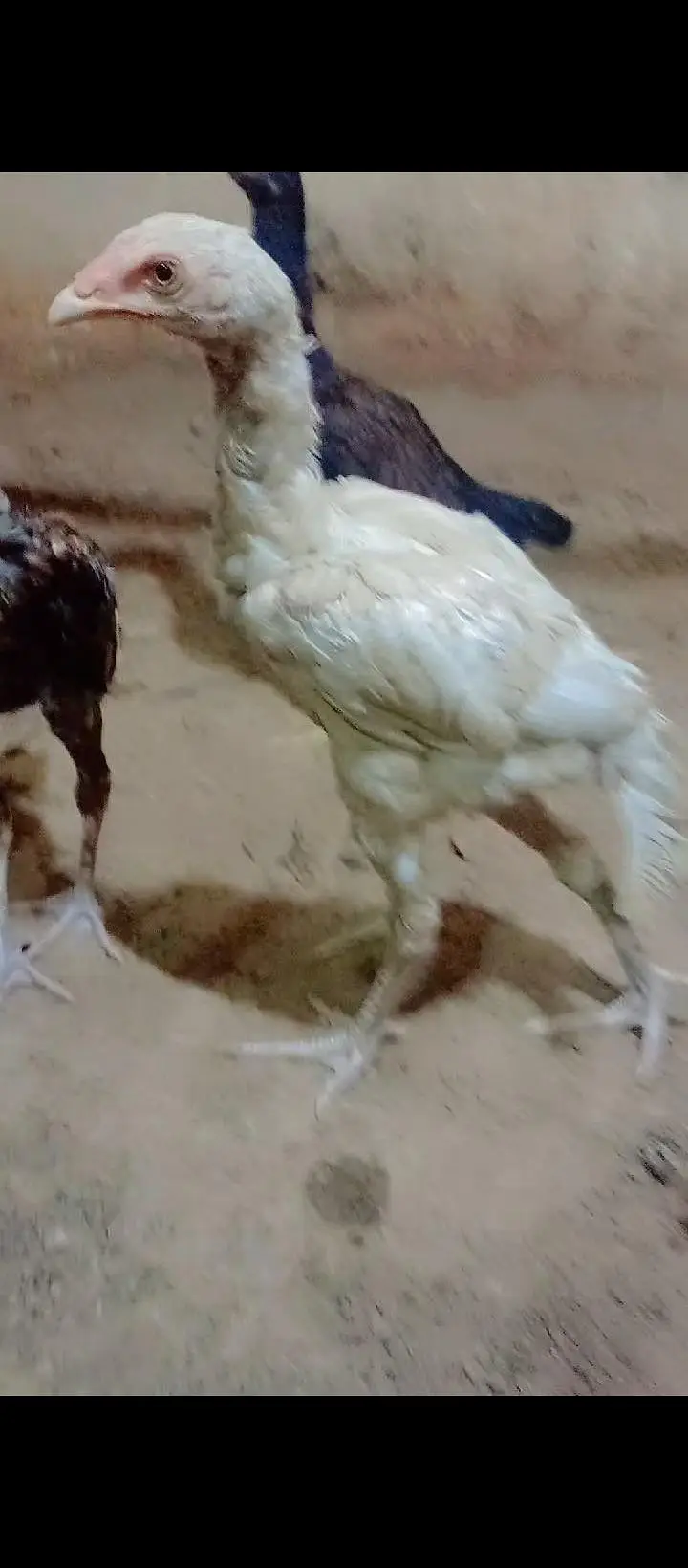 Aseel chicks — photo 2