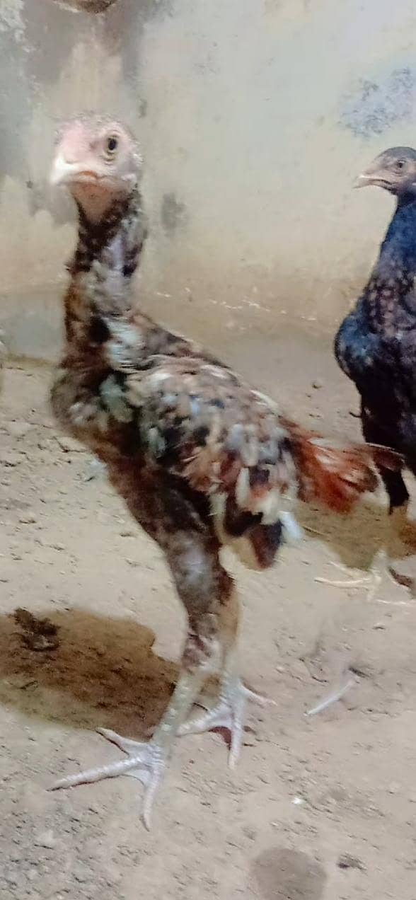 Aseel chicks 2