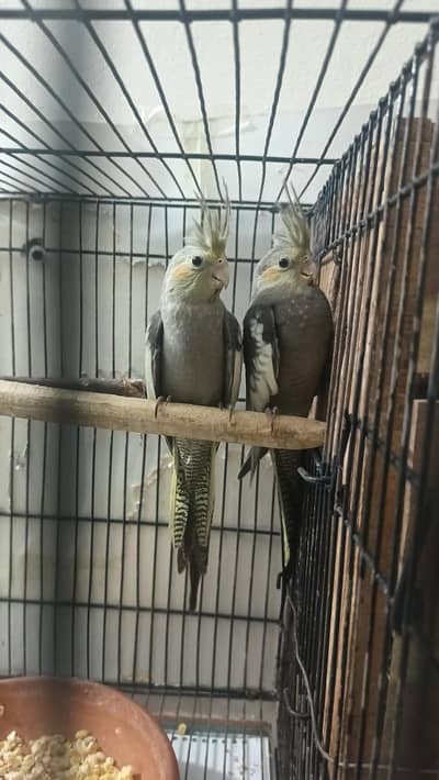 cockatiel pattay