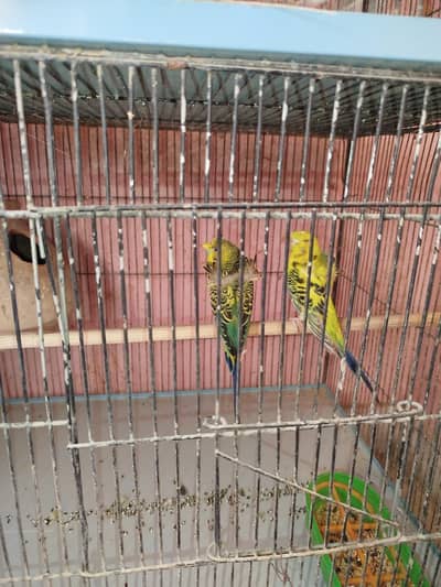 Hogoromo budgie