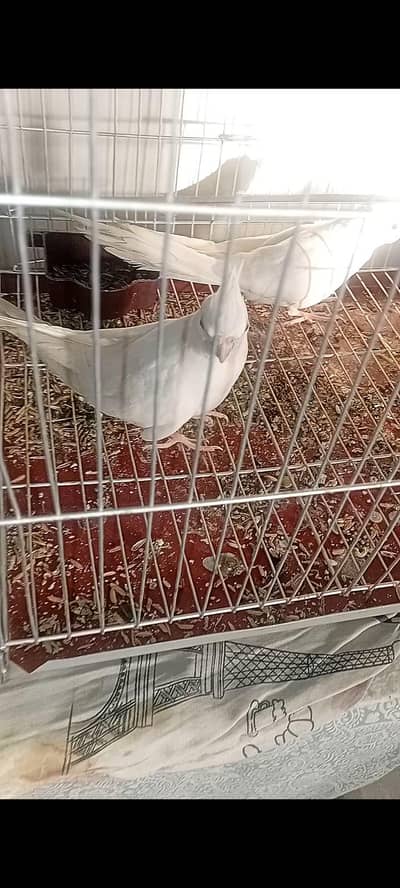 albino cockatiel pair 7 months age