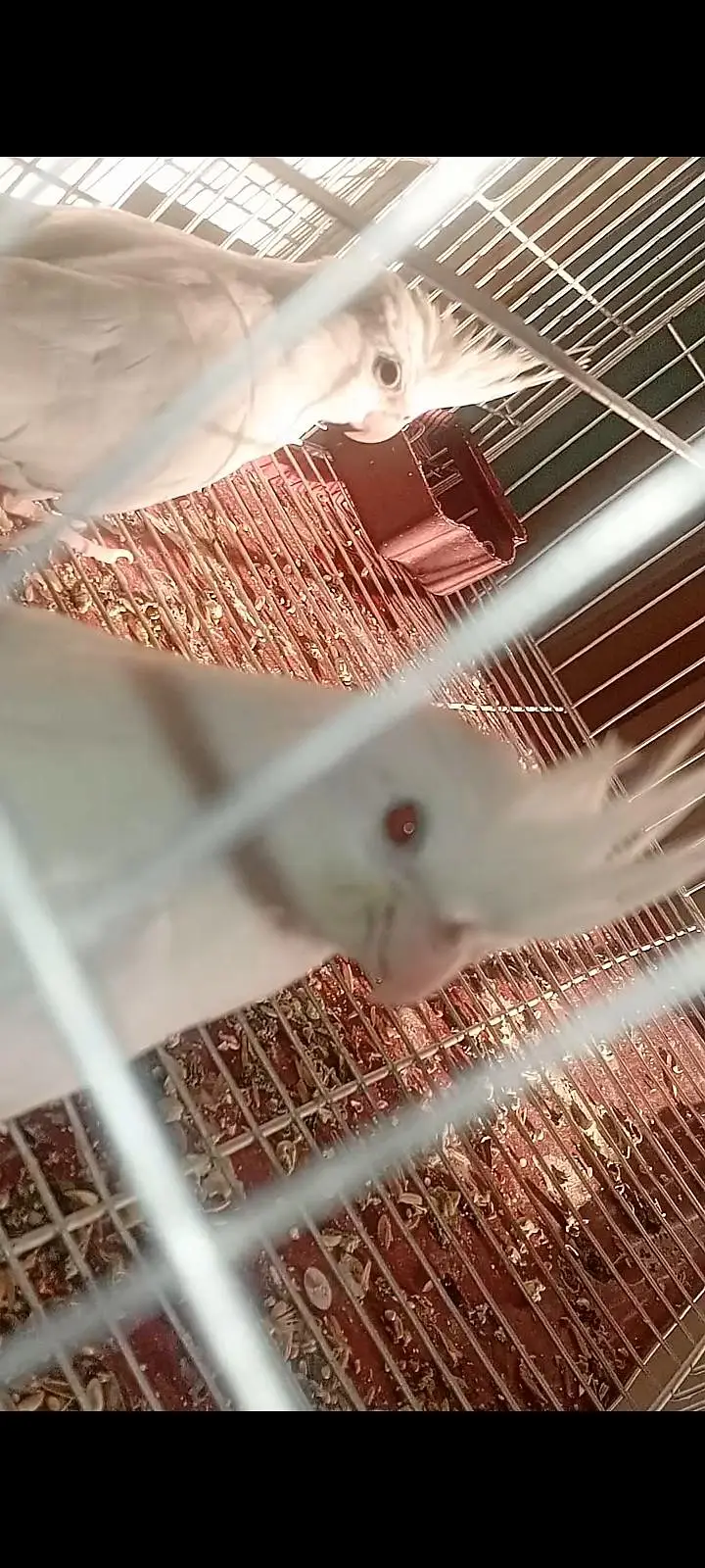 albino cockatiel pair 7 months age — photo 2