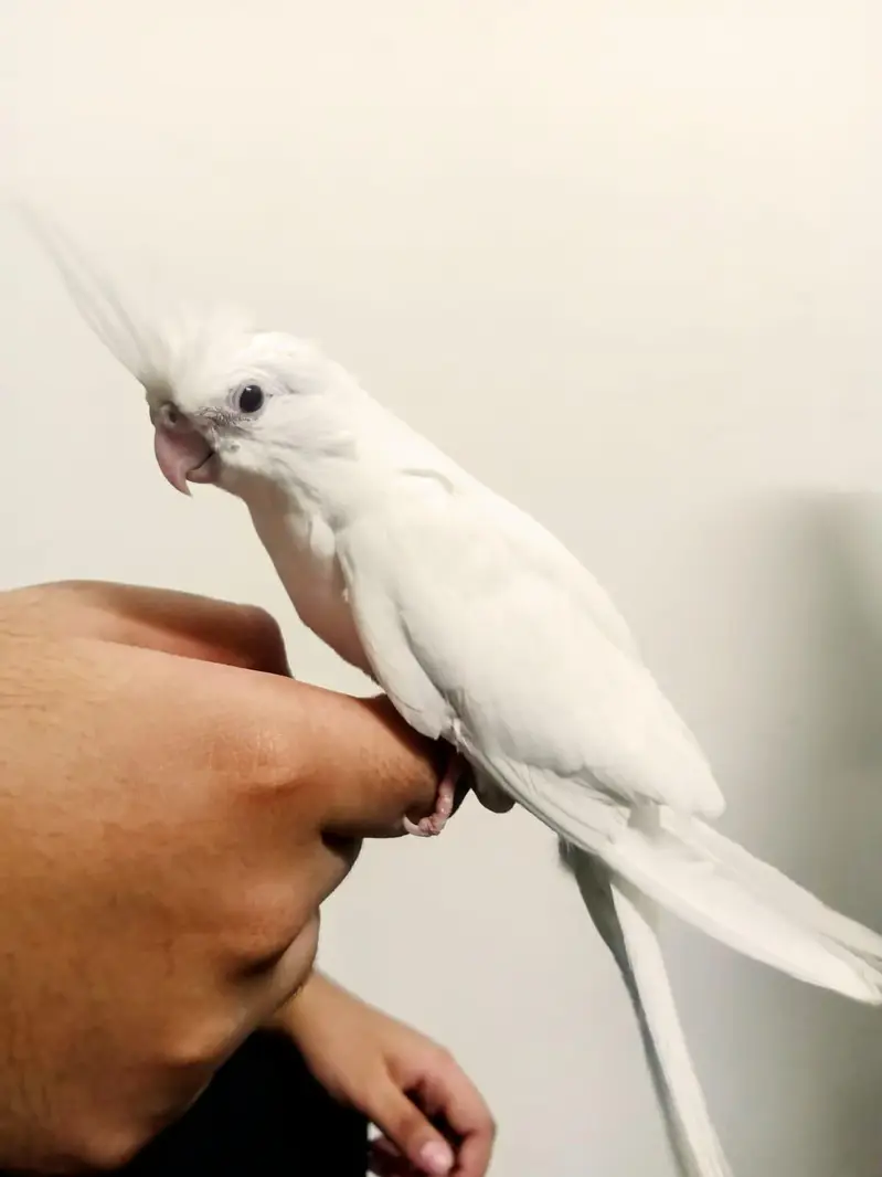 albino cockatiel pair 7 months age — photo 3