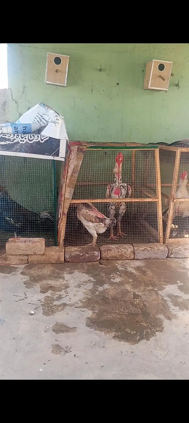 Long Height Pure Shamo Aseel Murga Murgi Available 03098573144 — photo 2