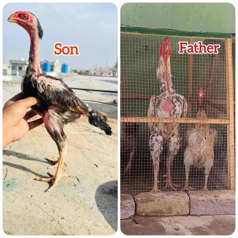 Long Height Pure Shamo Aseel Murga Murgi Available 03098573144 — photo 7