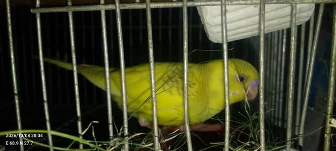 budgies pair very active