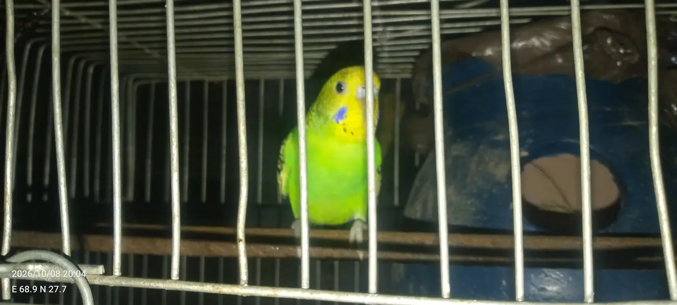 budgies pair very active — photo 2