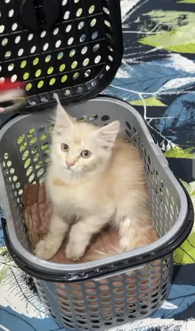 Persian kitten