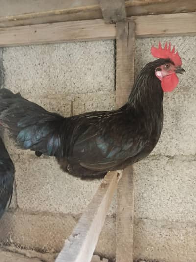 2 Male  Australorp cock urgent sale
