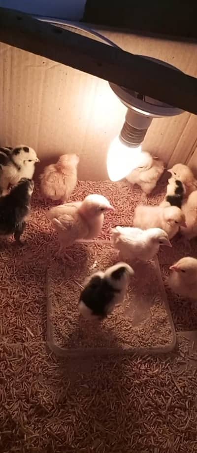 Bantam chicks