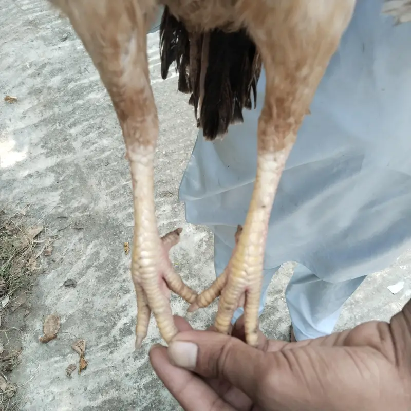Aseel mianwali  madi — photo 3