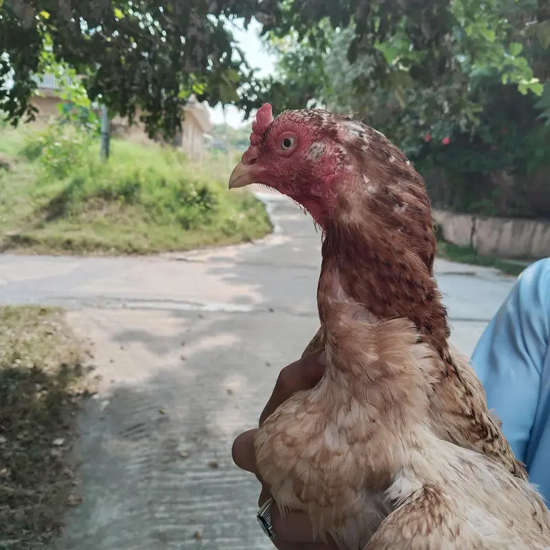 Aseel mianwali  madi — photo 4