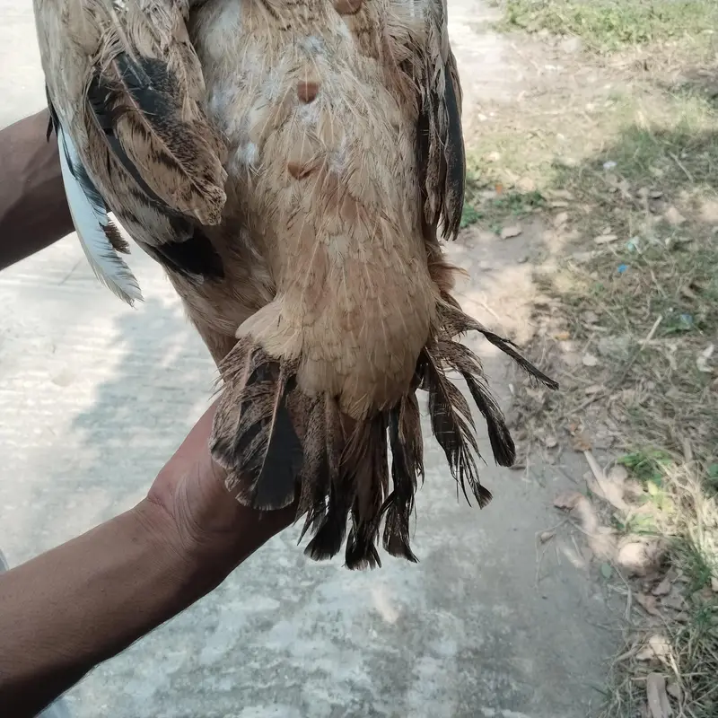 Aseel mianwali  madi — photo 5