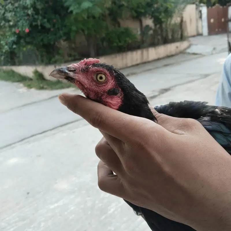 Aseel mianwali  madi — photo 6