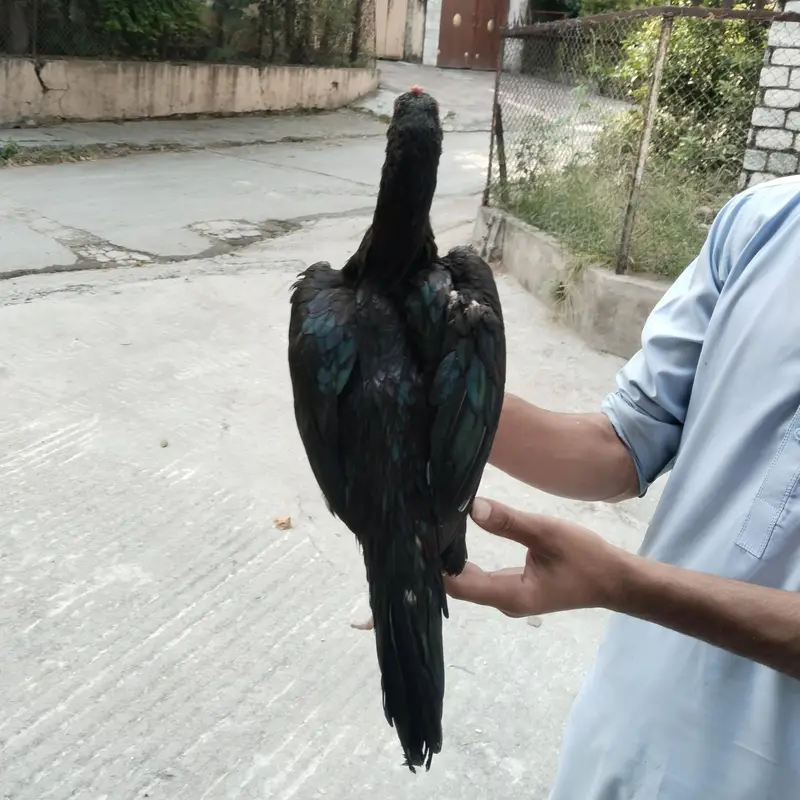 Aseel mianwali  madi — photo 8