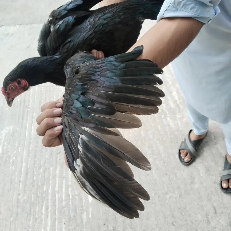 Aseel mianwali  madi — photo 9