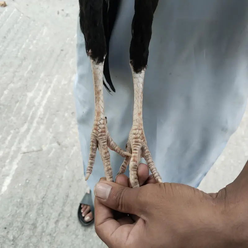 Aseel mianwali  madi — photo 10