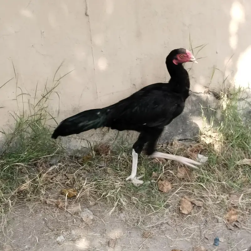Aseel mianwali  madi — photo 11