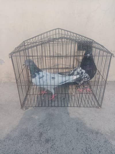 pigeon