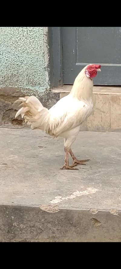1 White Desi Or 1 Misri