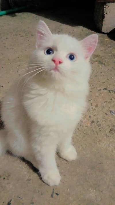 Blue Eyes Persian Kittens Triple Coated