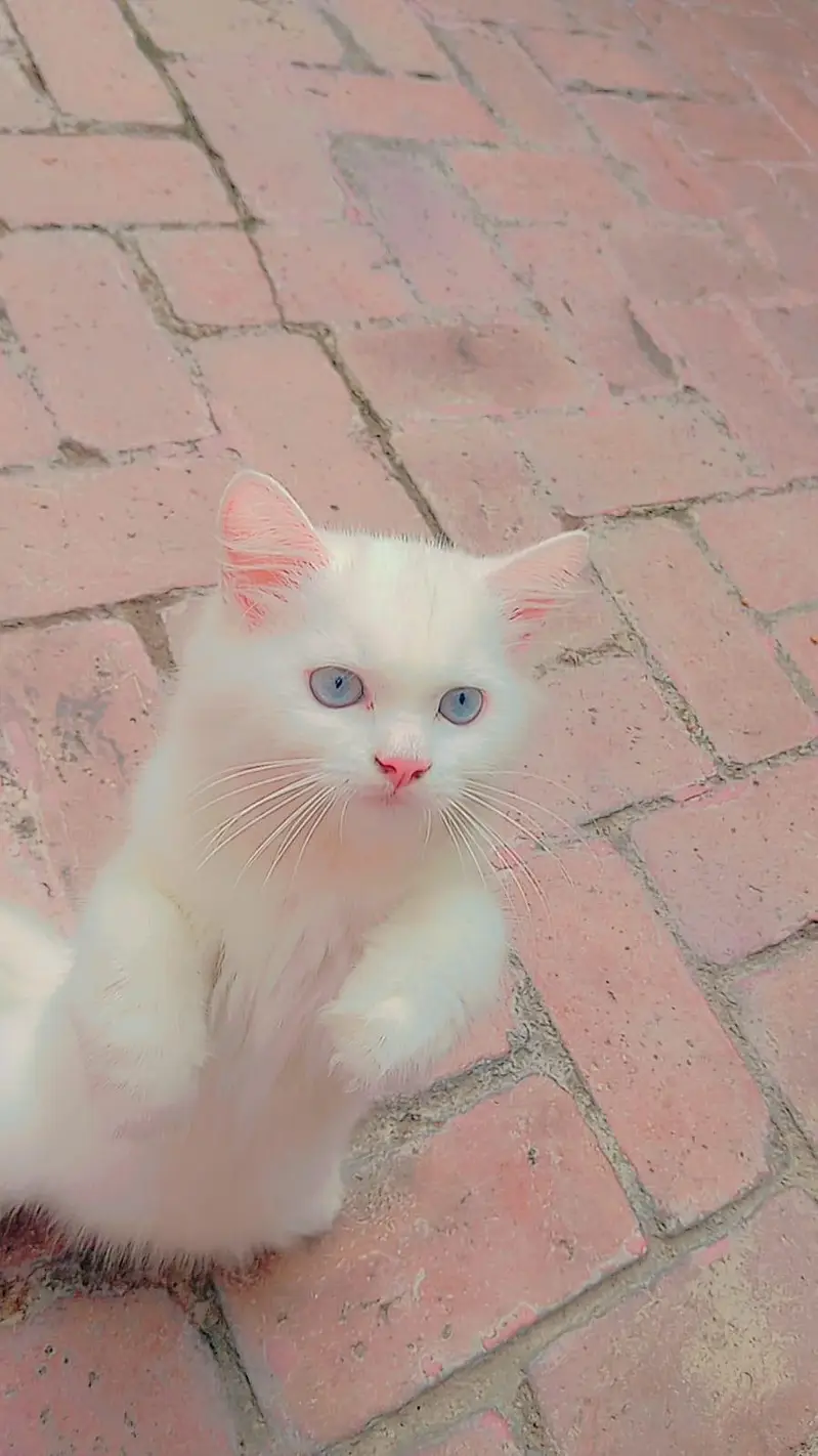 Blue Eyes Persian Kittens Triple Coated — photo 2