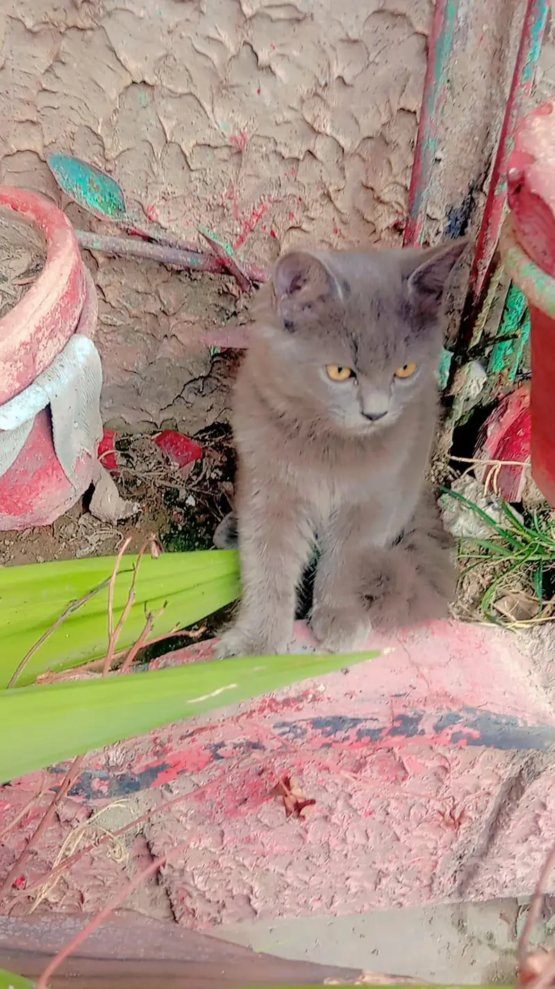 Blue Eyes Persian Kittens Triple Coated — photo 3