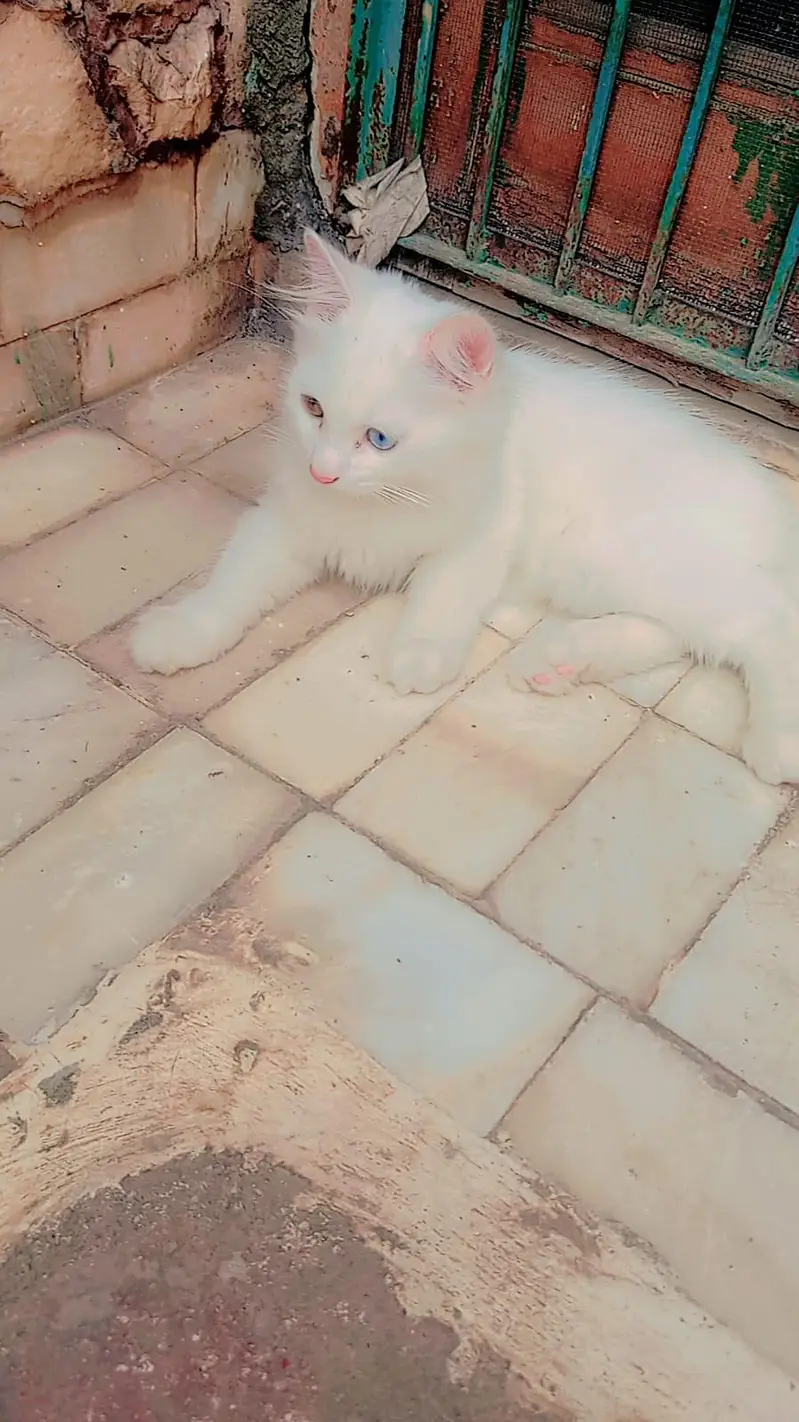 Blue Eyes Persian Kittens Triple Coated — photo 4