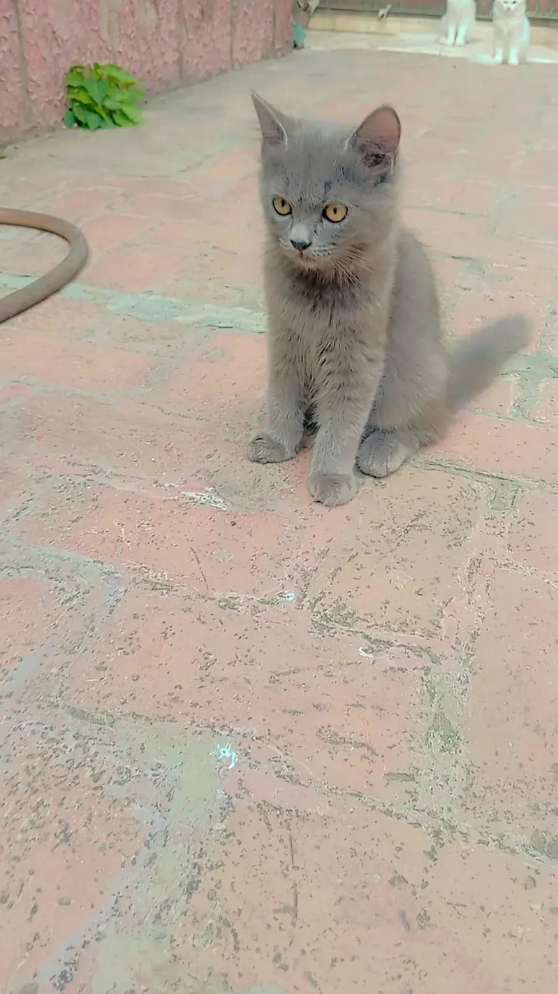 Blue Eyes Persian Kittens Triple Coated — photo 5